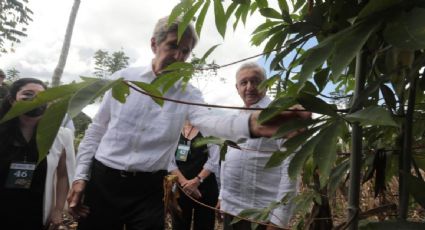 AMLO obstaculiza las energías limpias y Sembrando Vida fomentaría la deforestación, advierte HRW a John Kerry