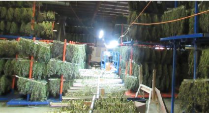 Policía de Oregon decomisa 250 toneladas de marihuana localizadas en naves industriales