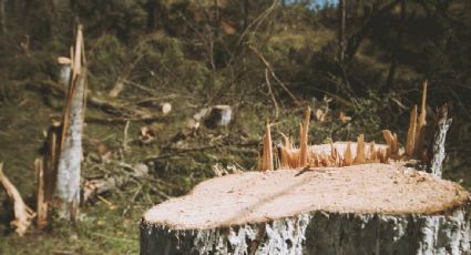 La devastación del crimen organizado: tala ilegal acaba con bosques y comunidades