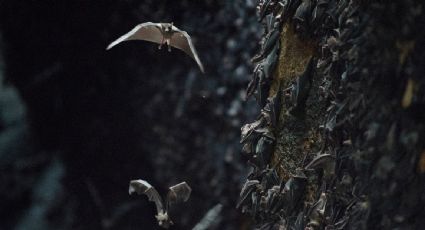 No hay pruebas de que la Covid surgiera en un laboratorio, se deben explorar cuevas de murciélagos: OMS