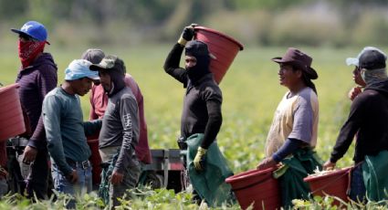 Secretaría de Agricultura prevé crecimiento de 2.6% en producción de maíz, pese a sequía en México