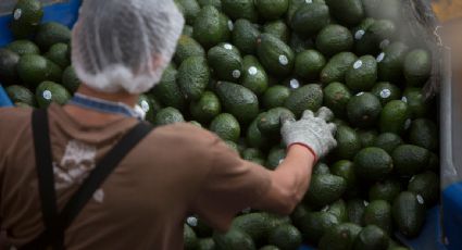 AMLO pedirá a Bárcena que resuelva con EU la suspensión a las inspecciones del aguacate y nuevamente acusa un actuar unilateral