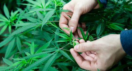 Dictamen para regularizar uso lúdico de la marihuana suma segundo aval en comisiones del Senado