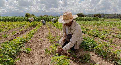 Gobierno de EU comenzará la condonación de deudas a agricultores de grupos minoritarios en junio