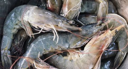 México le compró a Ecuador 60 toneladas de camarones en 2023 y ninguna el año anterior
