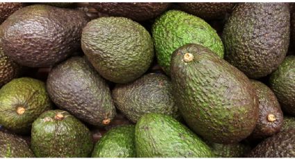 El aguacate llega hasta 80 pesos el kilo, revela Profeco