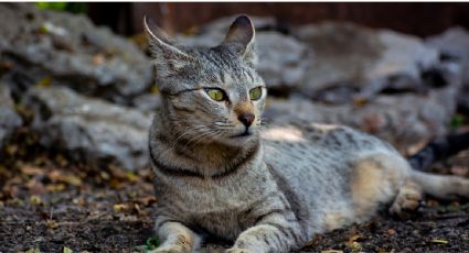 Por la pandemia, cientos de gatos fueron abandonados en una isla desierta en Brasil: Washington Post