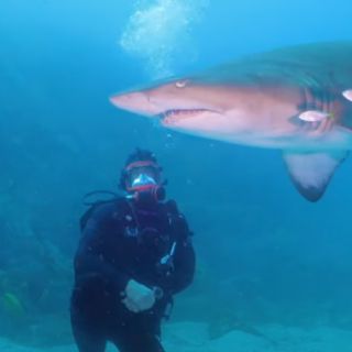 Científicos detectan drogas y medicamentos en tiburones en las islas del archipiélago de Bahamas