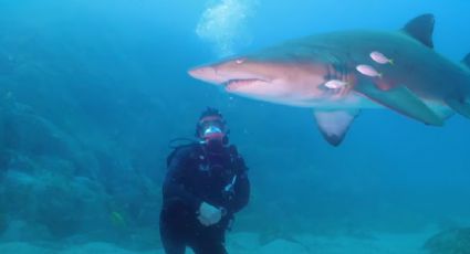 Chris Hemsworth presenta documental en NatGeo sobre el aumento en los ataques de tiburones a personas