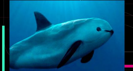 Número de ejemplares de la vaquita marina en el Golfo de California muestra estabilidad: Semarnat