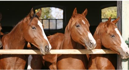 "No eres un caballo": FDA insta a no tomar medicamentos veterinarios para tratar Covid-19