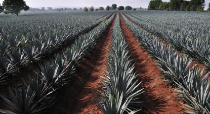 Industria del tequila mexicano es impulsada por estrellas de Hollywood
