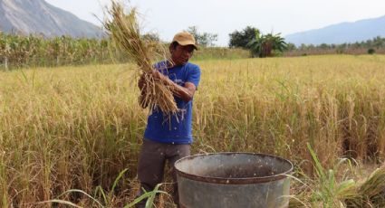 Productores de arroz en Guerrero exigen apoyo a Evelyn Salgado y a AMLO para recuperar su "época de oro"