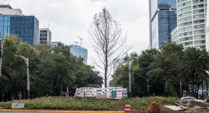 Gobierno de la CDMX culpa a manifestantes del deterioro del ahuehuete plantado en Paseo de la Reforma