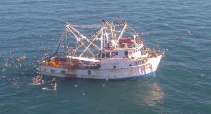 México podría enfrentar sanciones comerciales si no frena el tráfico de totoaba y protege a la vaquita marina: CITES