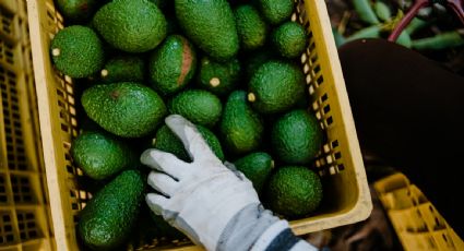 EU suspende temporalmente las importaciones de aguacate de Michoacán por amenazas a inspector