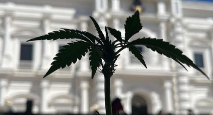 Activistas anuncian la creación de cultivo tradicional de marihuana en Sonora