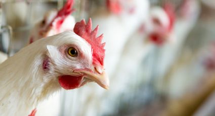 Sacrifican a 70 mil gallinas tras detectar influenza aviar AH7N3 en dos granjas de Coahuila