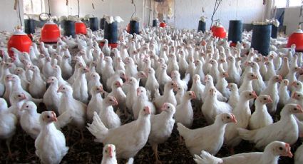 China reporta el primer contagio humano de la variante H3N8 de la gripe aviar