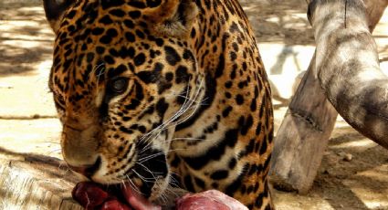 Trasladan a Puebla a otros seis felinos que sufrieron maltrato animal en un predio del Ajusco