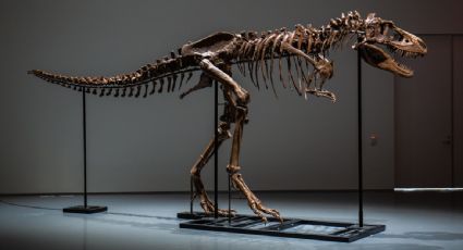 Subastarán el esqueleto completo de un dinosaurio que vivió hace 77 millones de años