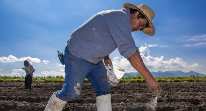 México no podrá cumplir la meta de sustituir la totalidad de las importaciones de maíz para 2024: Sader