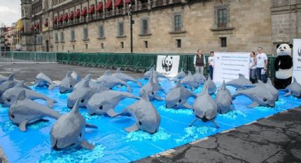 Gobierno federal apuesta a que la vaquita marina se salvará de la extinción con la llegada de un nuevo barco de Sea Shepherd