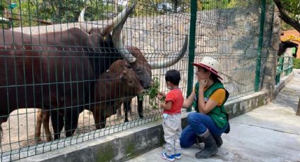 Autoridades de Guerrero detectan venta de cebra, borregos de berbería y watusis por parte del exdirector del zoológico “Zoochilpan”
