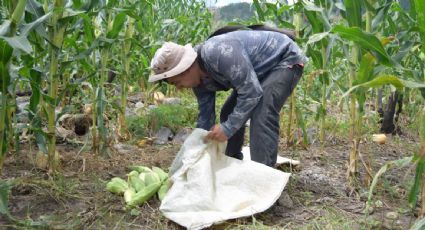 El financiamiento ambiental es clave para la sostenibilidad y agricultura en Latinoamérica, coinciden organizaciones