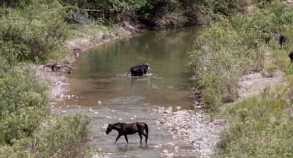 Grupo México niega contaminación del río Sonora por derrame de la mina Cananea