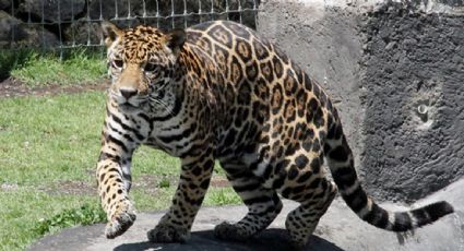 INAI ordena a la Profepa publicar las denuncias recibidas por muertes de jaguares y la ubicación de los que han rescatado