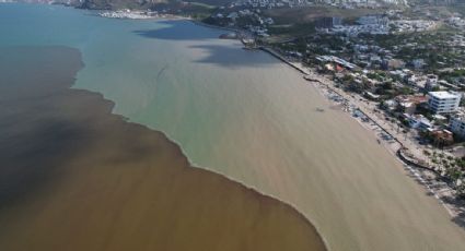 Ambientalistas alertan por derrame de hidrocarburo causado por "Norma" en costas de La Paz, hábitat de especies protegidas
