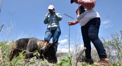 Familiares de desaparecidos piden a autoridades de Jalisco excavar en predio donde han visto a perros sacando restos humanos