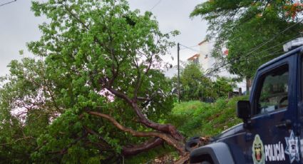 Tornando causa daños en zona aguacatera de Michoacán