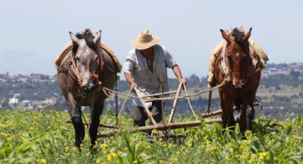 La producción de frijol, sorgo y trigo en México se encuentra estancada desde hace 15 años: Inegi