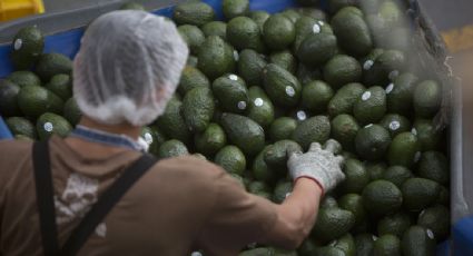 El cultivo de aguacate en México para exportación fomenta la deforestación, advierte organización ambiental