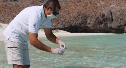 Playas de Baja California Sur registran altos niveles de bacterias fecales tras el paso del huracán "Norma"