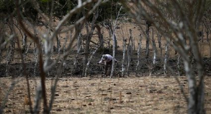 FAO anuncia un nuevo plan para mitigar los efectos de El Niño sobre la seguridad alimentaria en Latinoamérica y África