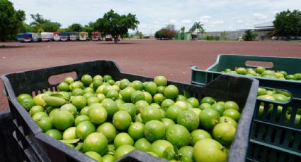Ante la escasez de agua y la extorsión criminal, limoneros de Michoacán cambian sus empacadoras a regiones más seguras