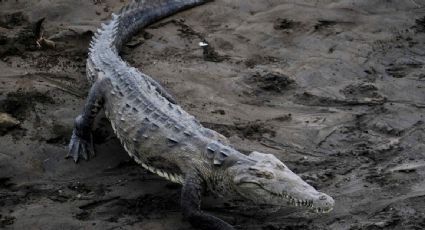 Autoridades alertan sobre la presencia de cocodrilos en playas de Ixtapa-Zihuatanejo