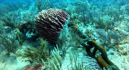 Barco que transporta material para las obras del Tren Maya dañó corales de áreas naturales protegidas, acusa buzo