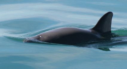 Organismo internacional prohíbe a 184 países el comercio de especies delicadas con México por no proteger a la vaquita marina