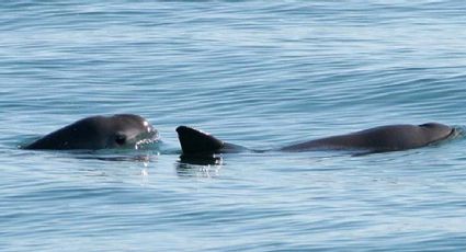 Sea Shepherd defiende al gobierno tras las restricciones comerciales impuestas a México por omisiones en rescate de la vaquita marina