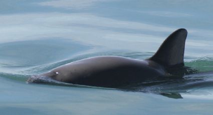 El número de vaquitas marinas avistadas por México desciende a nueve; expertos consideran que la población se "mantiene estable"