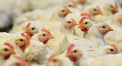 Estados Unidos aprueba venta de carne de pollo cultivada en laboratorios