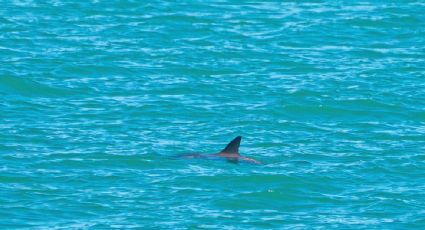 La existencia de hasta 13 vaquitas marinas refleja el mayor éxito en su conservación en 30 años: Sea Shepherd