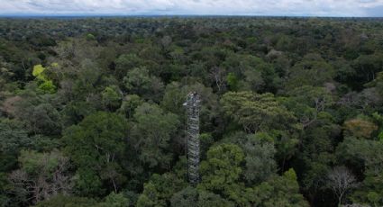 Las emisiones de carbono de la selva amazónica se dispararon durante el gobierno de Bolsonaro, indica estudio