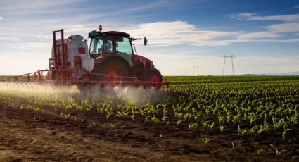 Canadá se suma a EU en panel del T-MEC contra México por prohibición del maíz transgénico para consumo humano