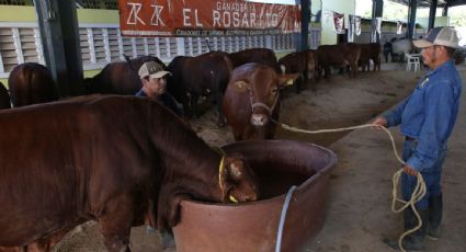 México reforzará la vigilancia del ganado que se comercializa en el país por plaga de gusano barrenador