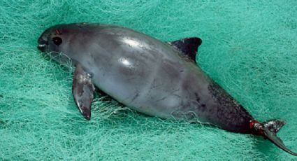 WWF llama a redoblar esfuerzos para evitar la extinción de la vaquita marina: "No es demasiado tarde"